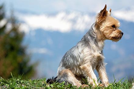 Light coloured Yorkshire Terrier sitting down in grass
